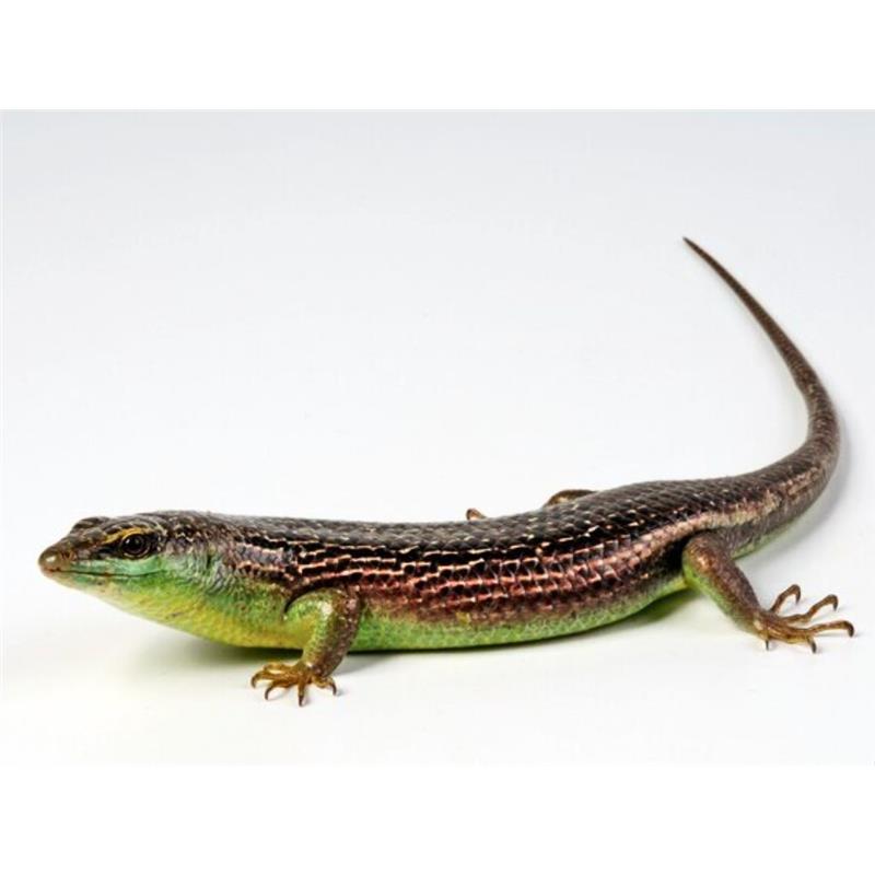 Soparla Dasia Olivacea (Olive Tree Skink) - imagine 4